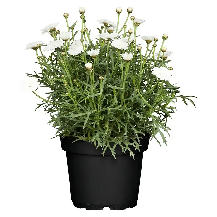 Piardino Margarita - Argyranthemum frutescens 'Bofinger', Tamaño de maceta: 18 cm - Vista frontal