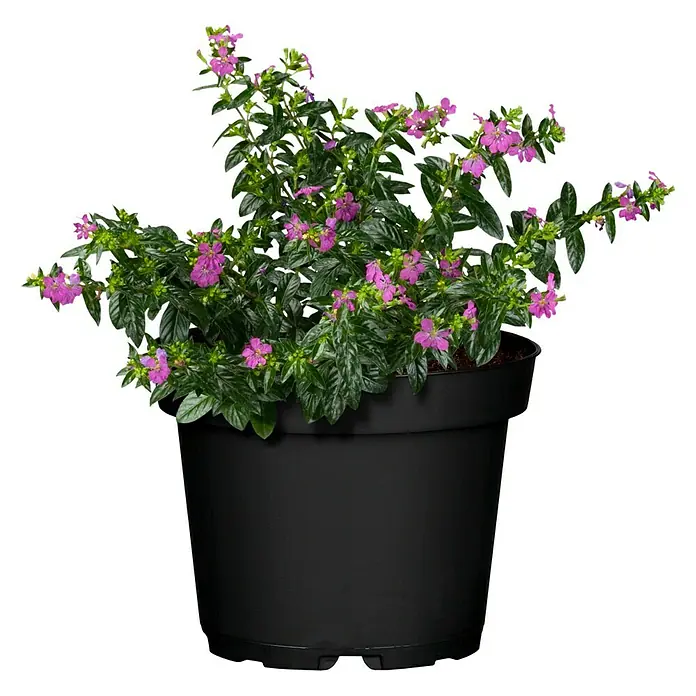 Piardino Köcherblume - Cuphea hyssopifolia, Topfgröße: 10 cm, Rosa - Vorderansicht