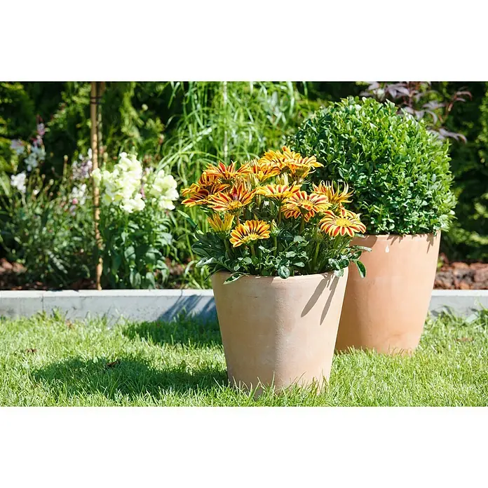 Piardino Gazania - Gazania Hybride, Tamaño de maceta: 10 cm, Amarillo - Foto ambiente