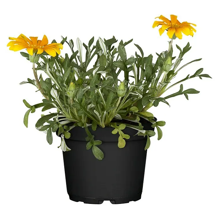 Piardino Gazania - Gazania Hybride, Tamaño de maceta: 10 cm, Amarillo - Vista frontal