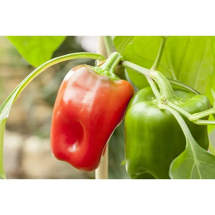 Piardino Paprika - Capsicum annuum, 9 cm, Erntezeit: August - Oktober, Farbe Frucht: Rot - Stimmungsaufnahme