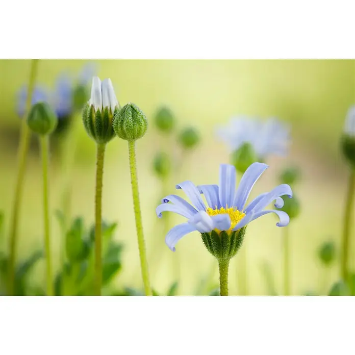 Piardino Kapaster - Felicia amelloides, Blütenfarbe: Blau - Stimmungsaufnahme