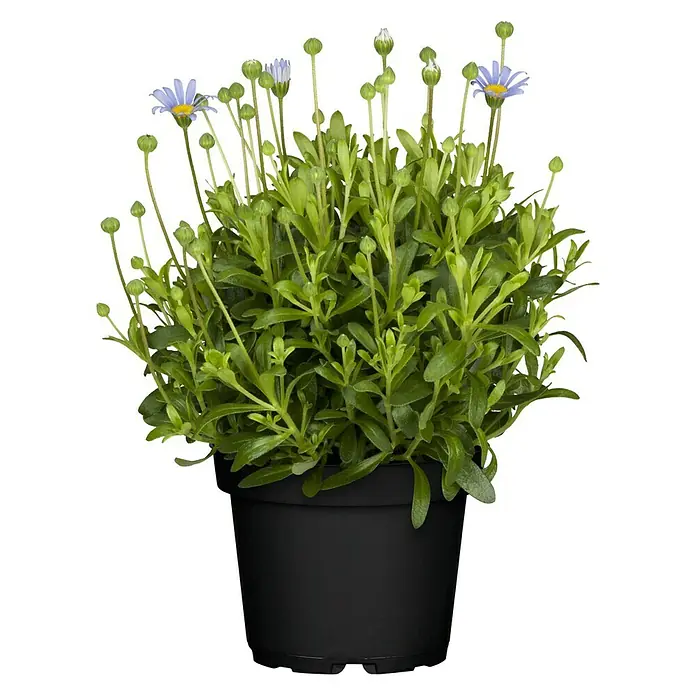 Piardino Kapaster - Felicia amelloides, Blütenfarbe: Blau - Vorderansicht