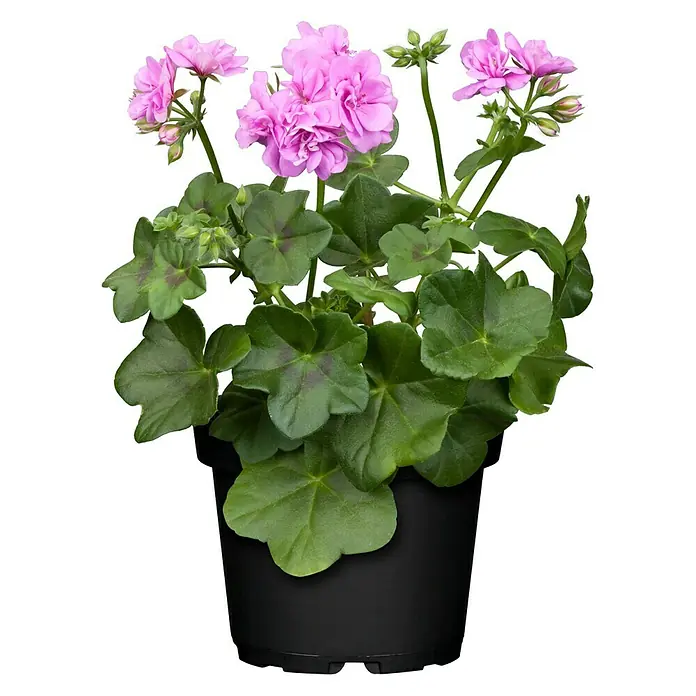Piardino Geranien - Pelargonium peltatum, Topfgröße: 13 cm, Sortenabhängig - Vorderansicht