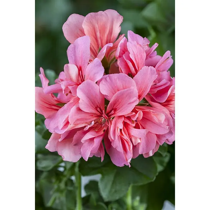 Piardino Geranien - Pelargonium peltatum, Topfgröße: 13 cm, Sortenabhängig - Stimmungsaufnahme