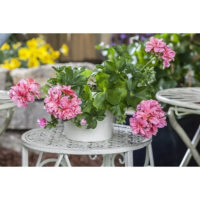 Piardino Geranien - Pelargonium peltatum, Topfgröße: 13 cm, Sortenabhängig - Stimmungsaufnahme