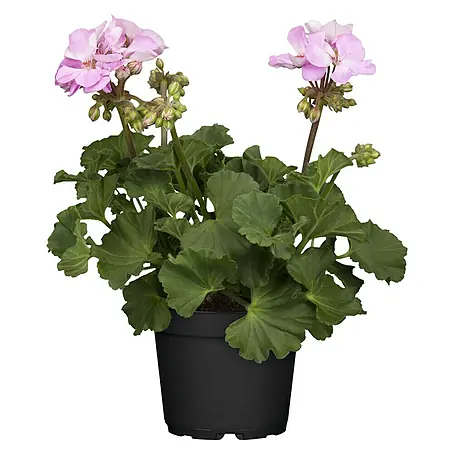 Piardino  Zonal-Pelargonie