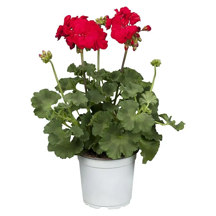 Piardino Zonal-Pelargonie - Pelargonium zonale, Topfgröße: 13 cm, Blütenfarbe: Sortenabhängig - Vorderansicht