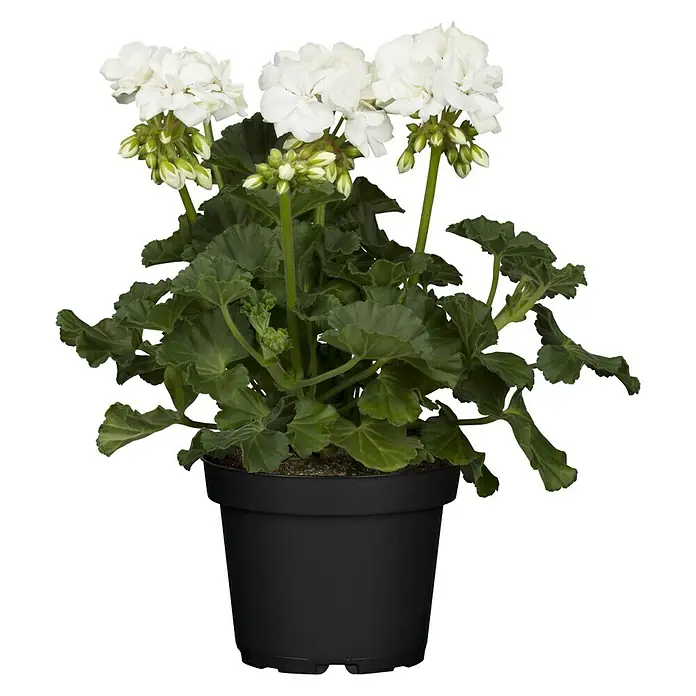 Piardino Zonal-Pelargonie - Pelargonium zonale, Topfgröße: 13 cm, Blütenfarbe: Sortenabhängig - Vorderansicht