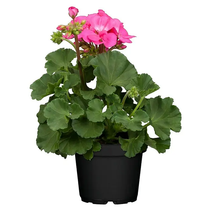 Piardino Zonal-Pelargonie - Pelargonium zonale, Topfgröße: 13 cm, Blütenfarbe: Sortenabhängig - Vorderansicht