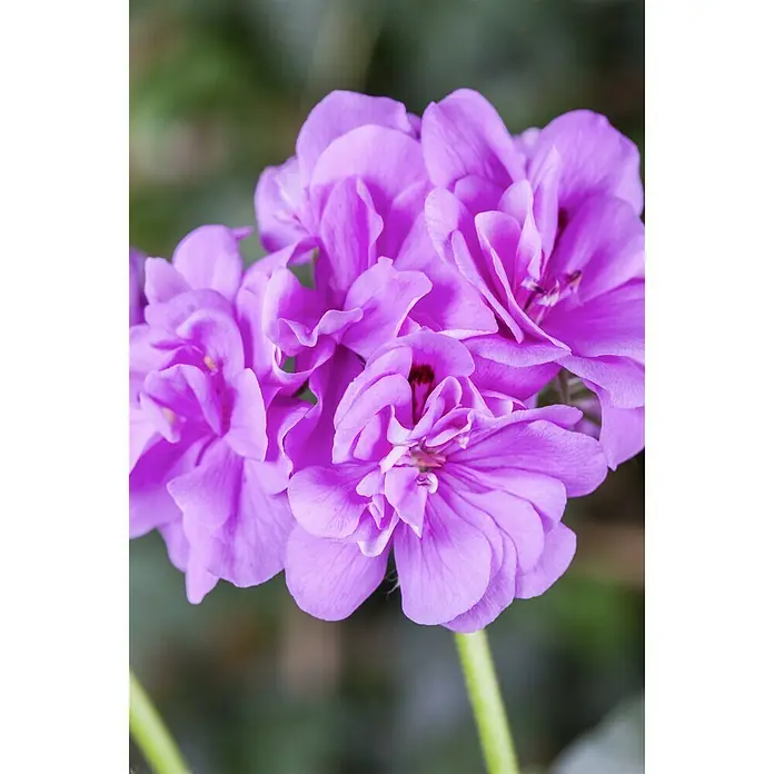Piardino Zonal-Pelargonie - Pelargonium zonale, Topfgröße: 13 cm, Blütenfarbe: Sortenabhängig - Stimmungsaufnahme