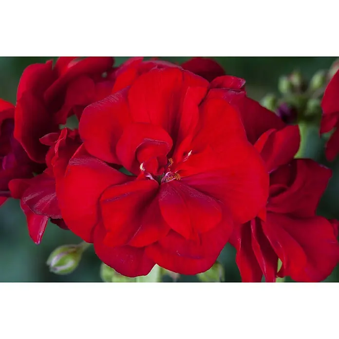 Piardino Zonal-Pelargonie - Pelargonium zonale, Topfgröße: 13 cm, Blütenfarbe: Sortenabhängig - Stimmungsaufnahme