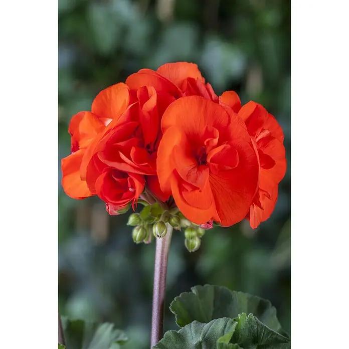Piardino Zonal-Pelargonie - Pelargonium zonale, Topfgröße: 13 cm, Blütenfarbe: Sortenabhängig - Stimmungsaufnahme