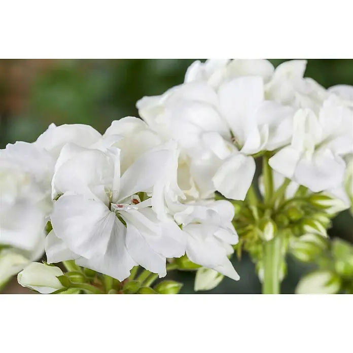 Piardino Zonal-Pelargonie - Pelargonium zonale, Topfgröße: 13 cm, Blütenfarbe: Sortenabhängig - Stimmungsaufnahme