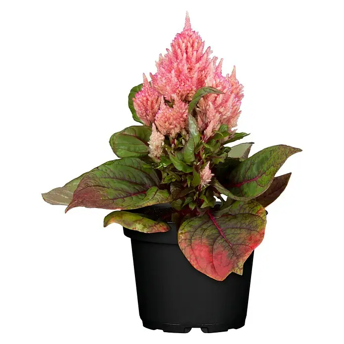 Piardino Celosía - Celosia argentea var. plumosus, Tamaño de maceta: 10 cm - Vista frontal