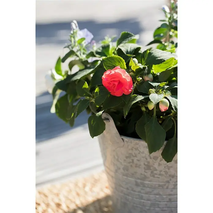 Piardino Impatiens walleriana - Impatiens walleriana, Color de flor: En función de la variedad - Foto ambiente