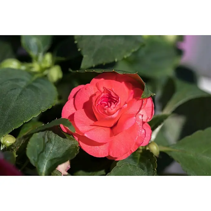 Piardino Impatiens walleriana - Impatiens walleriana, Color de flor: En función de la variedad - Foto ambiente