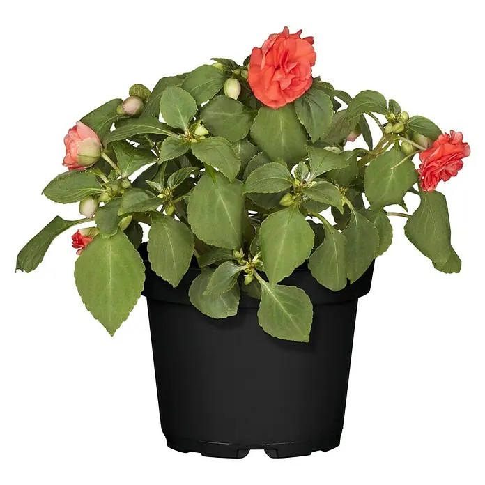Piardino Impatiens walleriana - Impatiens walleriana, Color de flor: En función de la variedad - Vista frontal
