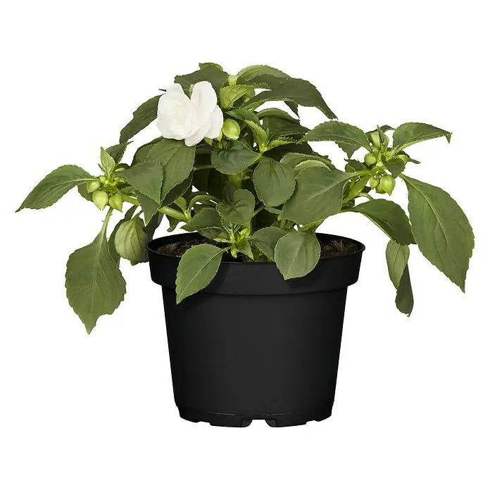 Piardino Impatiens walleriana - Impatiens walleriana, Color de flor: En función de la variedad - Vista frontal