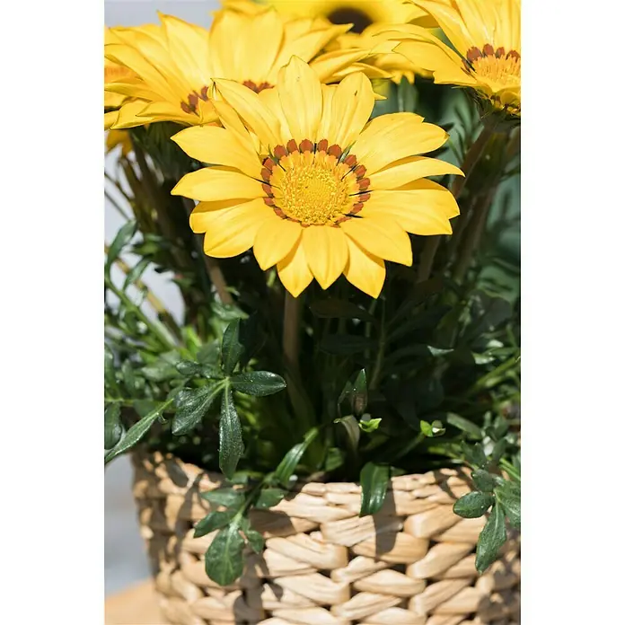 Piardino Gazania - Gazania Hybride, Topfgröße: 13 cm, Sortenabhängig - Stimmungsaufnahme