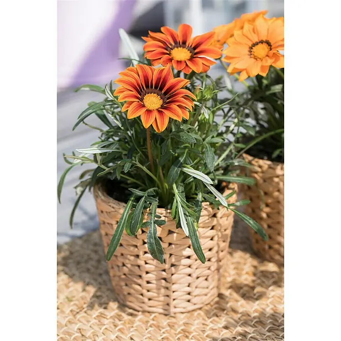 Piardino Gazania - Gazania Hybride, Topfgröße: 13 cm, Sortenabhängig - Stimmungsaufnahme