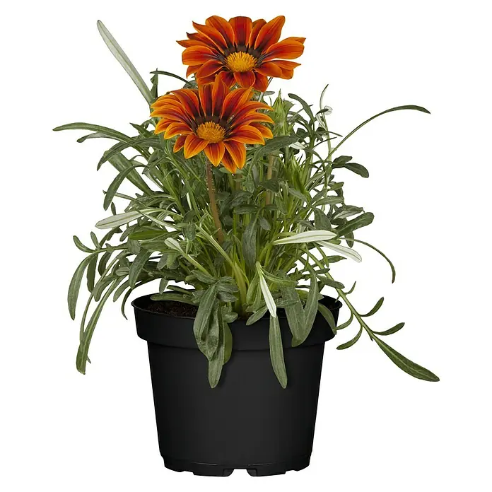 Piardino Gazania - Gazania Hybride, Topfgröße: 13 cm, Sortenabhängig - Vorderansicht