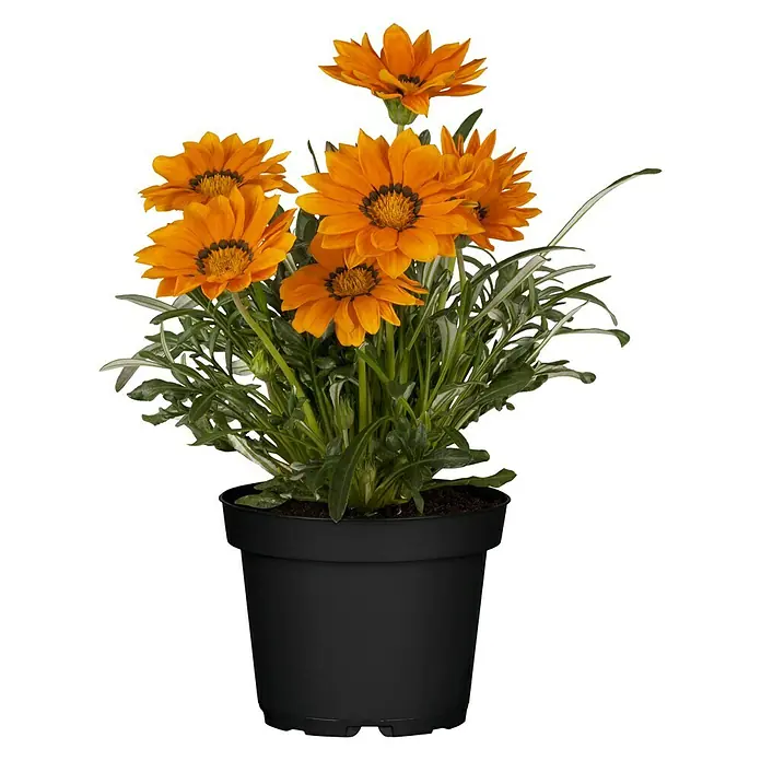 Piardino Gazania - Gazania Hybride, Topfgröße: 13 cm, Sortenabhängig - Vorderansicht
