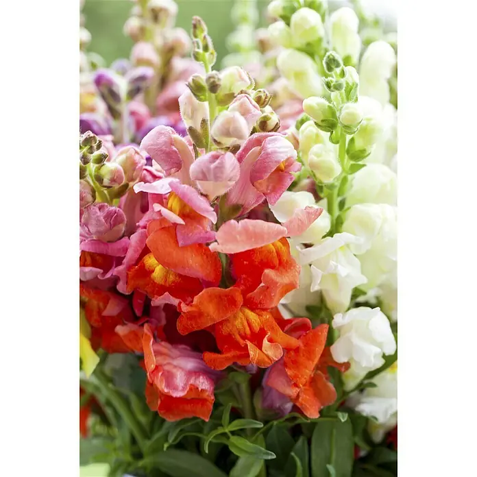 Piardino Antirrhinum majus - Antirrhinum majus, En función de la variedad - Foto ambiente