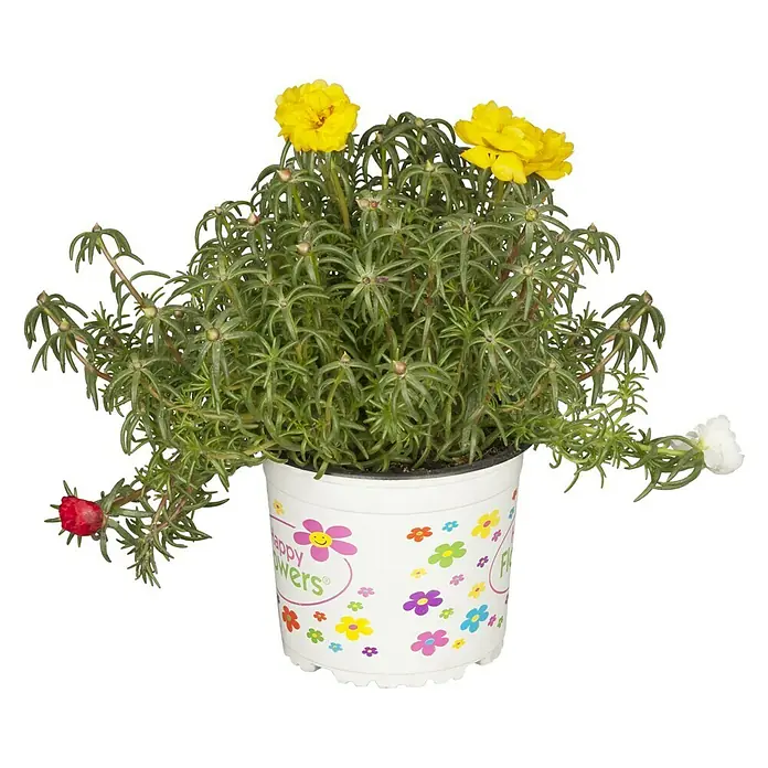 Piardino Portulak - Portulaca, 13 cm - Vorderansicht