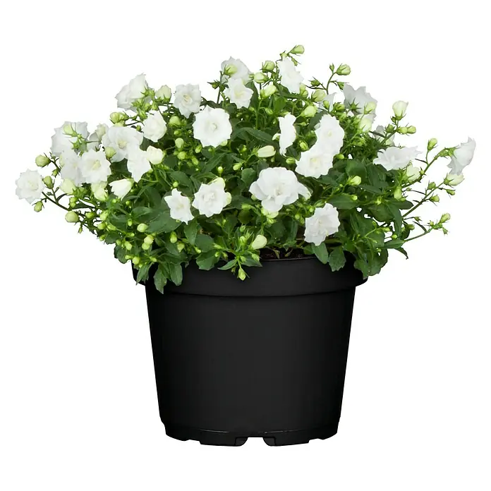 Piardino Glockenblume - Campanula haylodgensis 'White Wonder', Topfgröße: 11 cm, Weiß - Vorderansicht