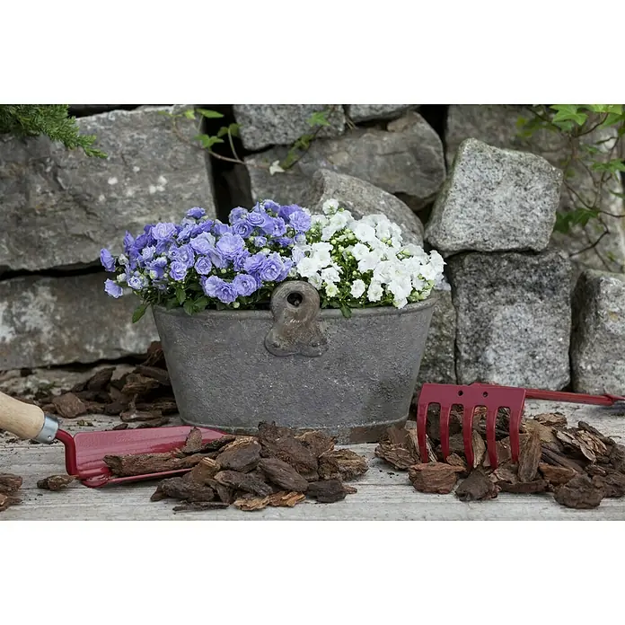 Piardino Glockenblume - Campanula haylodgensis 'White Wonder', Topfgröße: 11 cm, Weiß - Stimmungsaufnahme