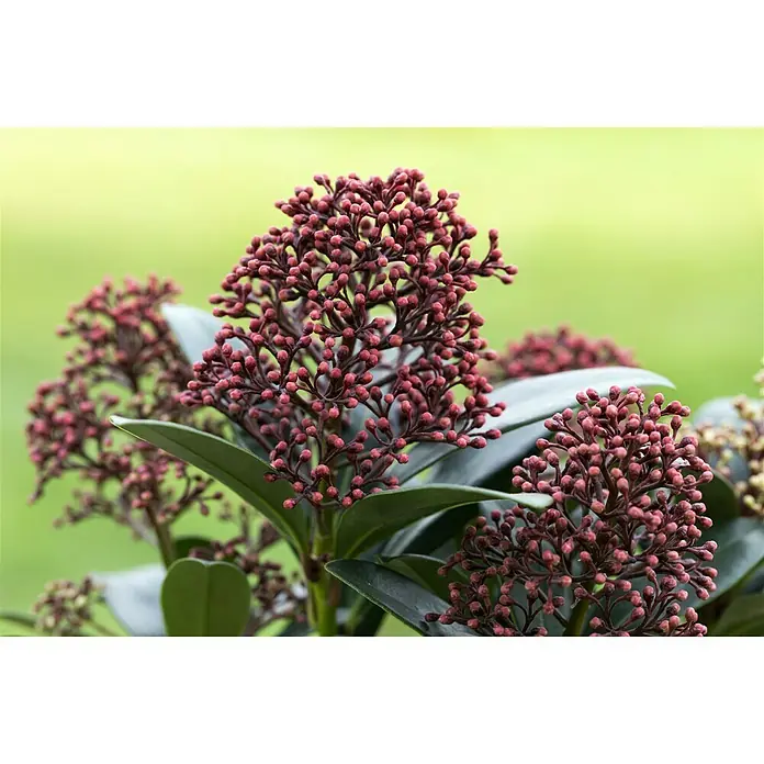 Piardino Japanische Blütenskimmie - Skimmia japonica 'Rubella', Topfgröße: 13 cm, Rot - Stimmungsaufnahme