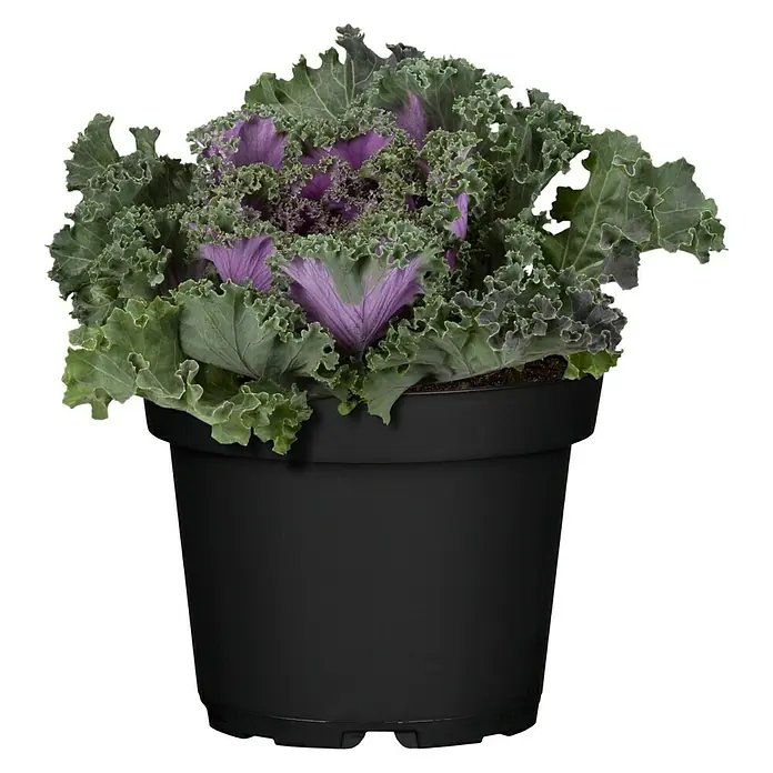 Piardino Zierkohl - Brassica, Topfgröße: 12 cm, Bunt - Vorderansicht
