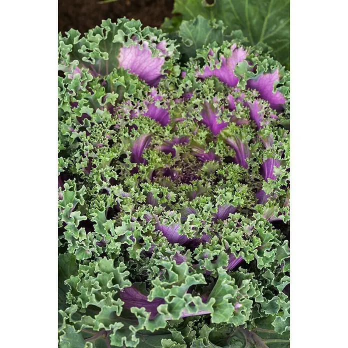Piardino Zierkohl - Brassica, Topfgröße: 12 cm, Bunt - Stimmungsaufnahme