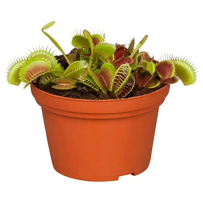 Piardino Venusfliegenfalle - Dionaea muscipula, Topfgröße: 12 cm - Vorderansicht