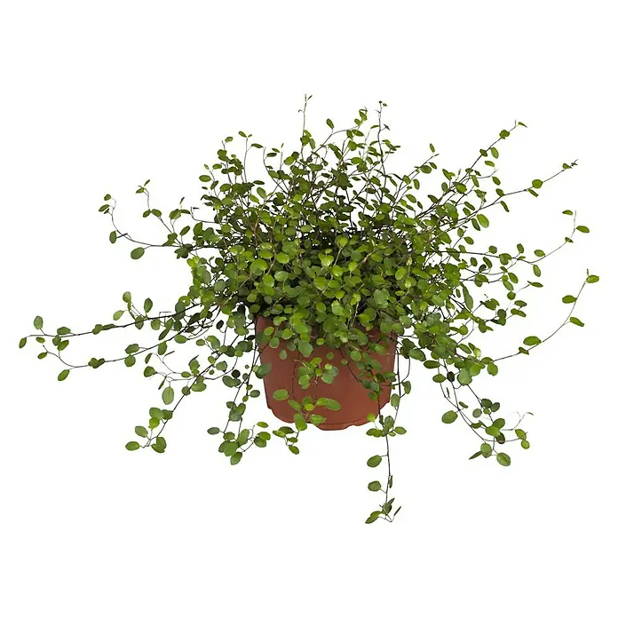 Piardino Drahtwein - Muehlenbeckia complexa, Topfgröße: 11 cm - Vorderansicht
