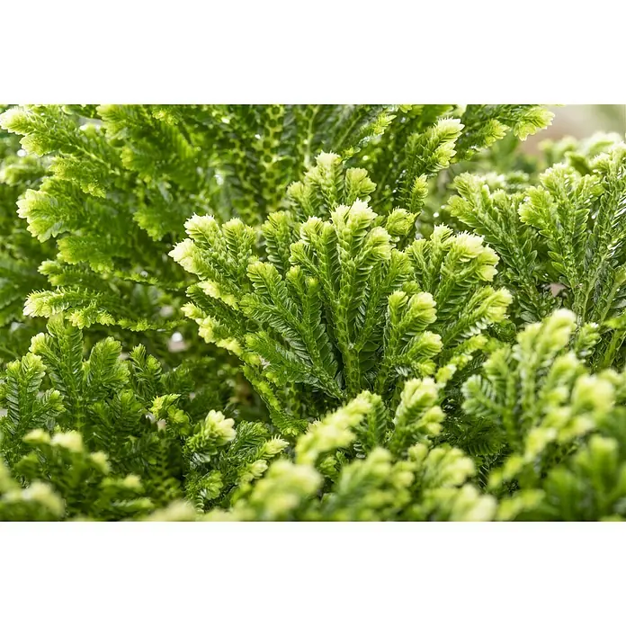 Piardino Moosfarn - Selaginella martensii Jori Compact, Topfgröße: 12 cm - Stimmungsaufnahme