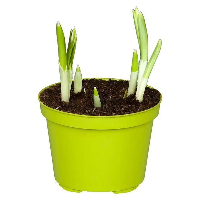 Piardino Frühlingsblumenzwiebeln - Galanthus nivalis - Vorderansicht