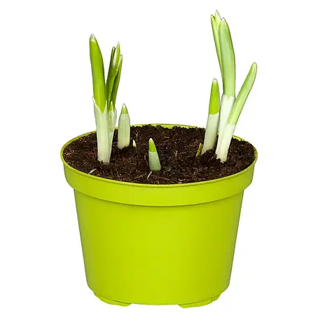 Piardino  Frühlingsblumenzwiebeln