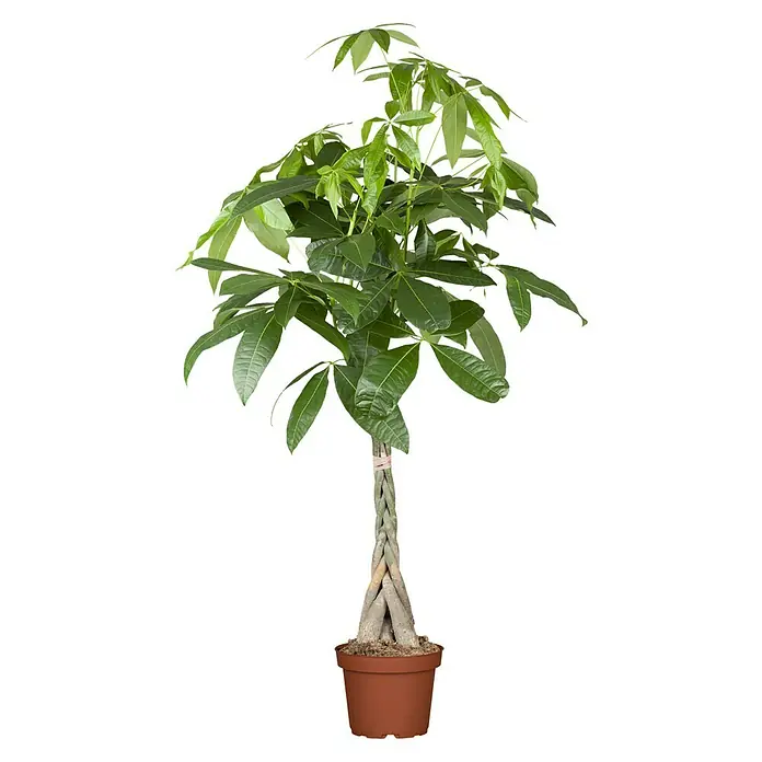 Piardino Pachira - Pachira aquatica, Tamaño de maceta: 21 cm - Vista frontal