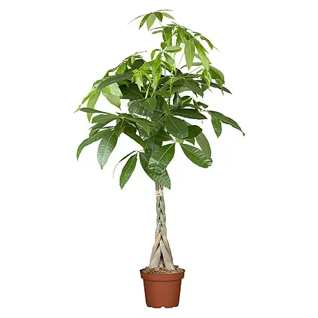 Piardino  Pachira