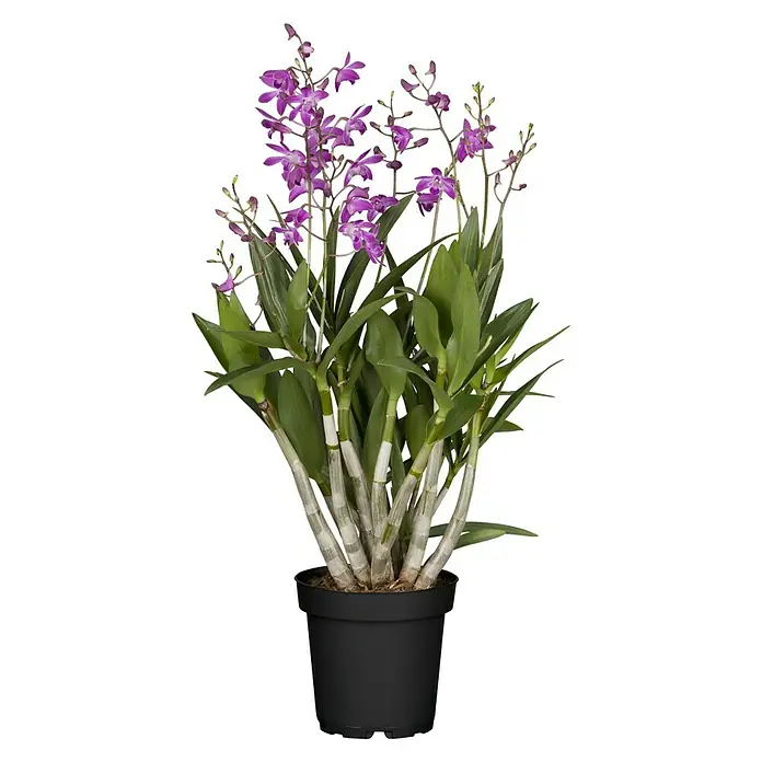 Piardino Orchidee - Dendrobium Berry Oda, Topfgröße: 12 cm, Dunkelrosa/Weiß, Anzahl Triebe: 5 Stk. - 6 Stk. - Vorderansicht
