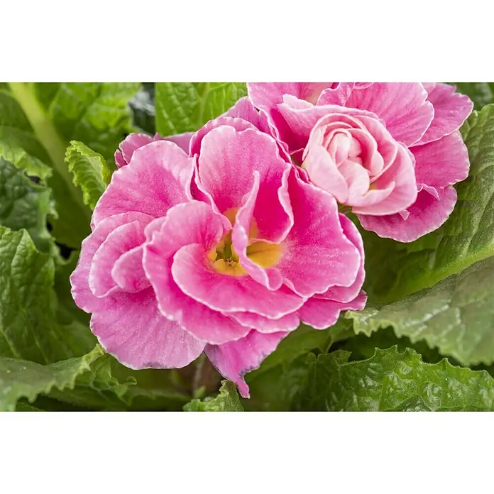 Piardino Primel - Primula vulgaris 'Dreamer', Topfgröße: 10 cm, Blütenfarbe sortenabhängig - Stimmungsaufnahme