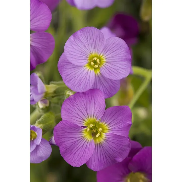 Piardino Blaukissen - Aubrieta x cultorum, Violett, Topfgröße: 13 cm - Stimmungsaufnahme
