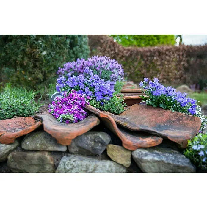 Piardino Blaukissen - Aubrieta x cultorum, Violett, Topfgröße: 13 cm - Stimmungsaufnahme