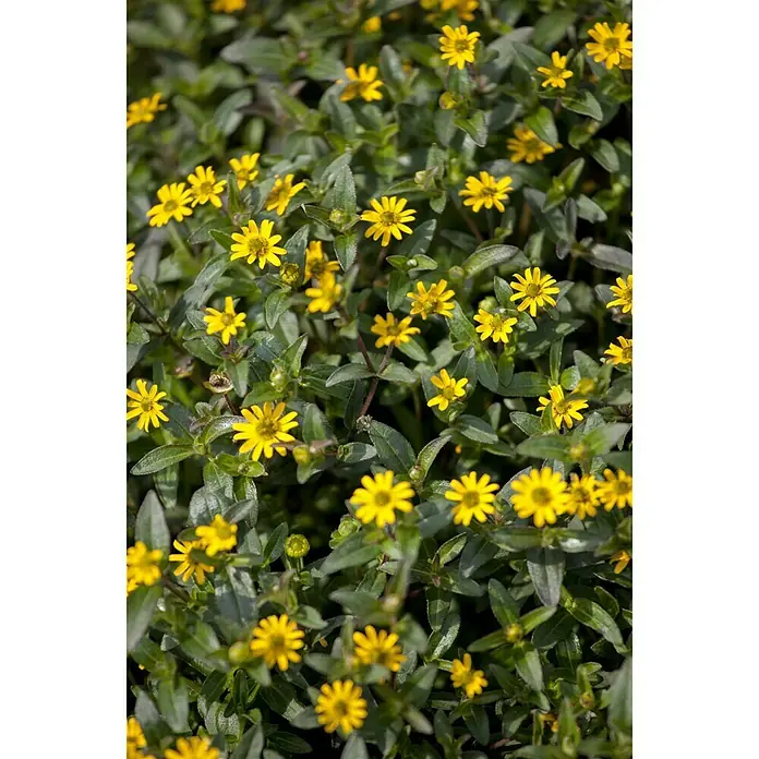 Piardino Husarenkopf - Sanvitalia procumbens, Topfgröße: 13 cm, Gelb - Stimmungsaufnahme