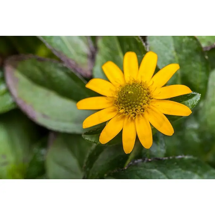 Piardino Husarenkopf - Sanvitalia procumbens, Topfgröße: 13 cm, Gelb - Stimmungsaufnahme