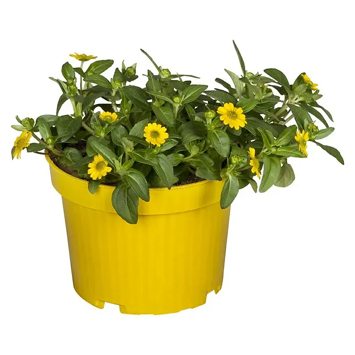 Piardino Husarenkopf - Sanvitalia procumbens, Topfgröße: 13 cm, Gelb - Vorderansicht