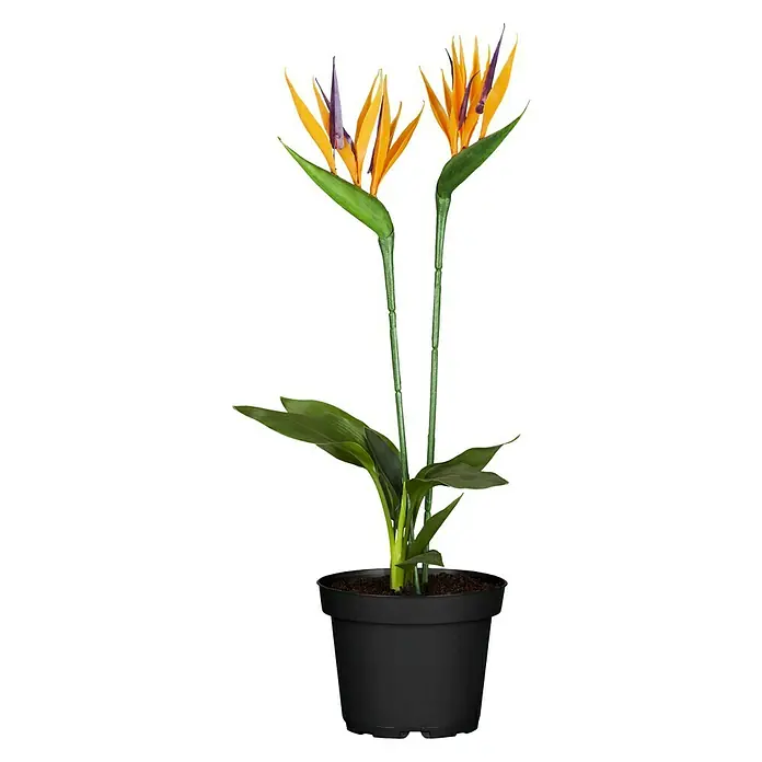 Piardino Ave del paraíso - Strelitzia reginae, Tamaño de maceta: 13 cm, Naranja - Vista frontal