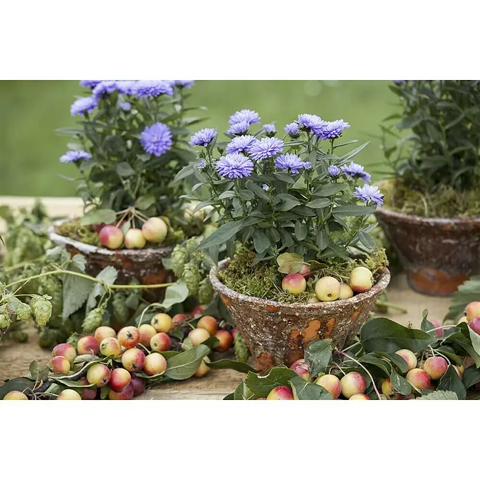 Piardino Glattblatt-Aster - Aster novi belgii, Blau - Stimmungsaufnahme